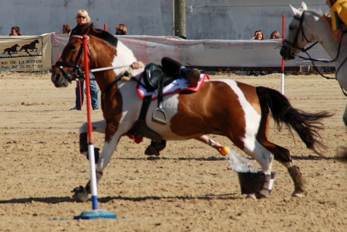 Anden særlig race Mille billede 18