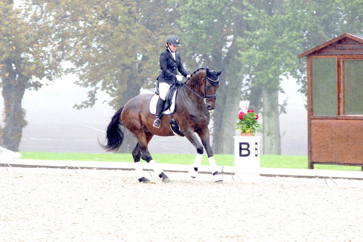 Dansk Varmblod Londondiary billede 20