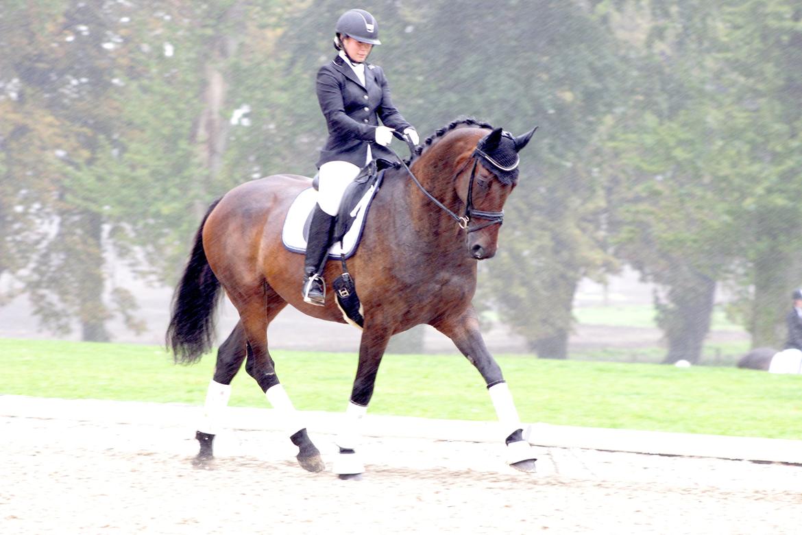 Dansk Varmblod Londondiary billede 19