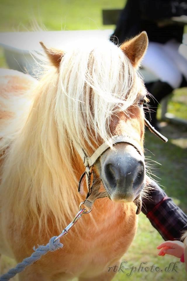 Anden særlig race Noa - Noa på Ørsted rideskole efter han har været i ringen... han var den sødeste klap hest bagefter og alle elsket ham d 23. Aug 2014 billede 20