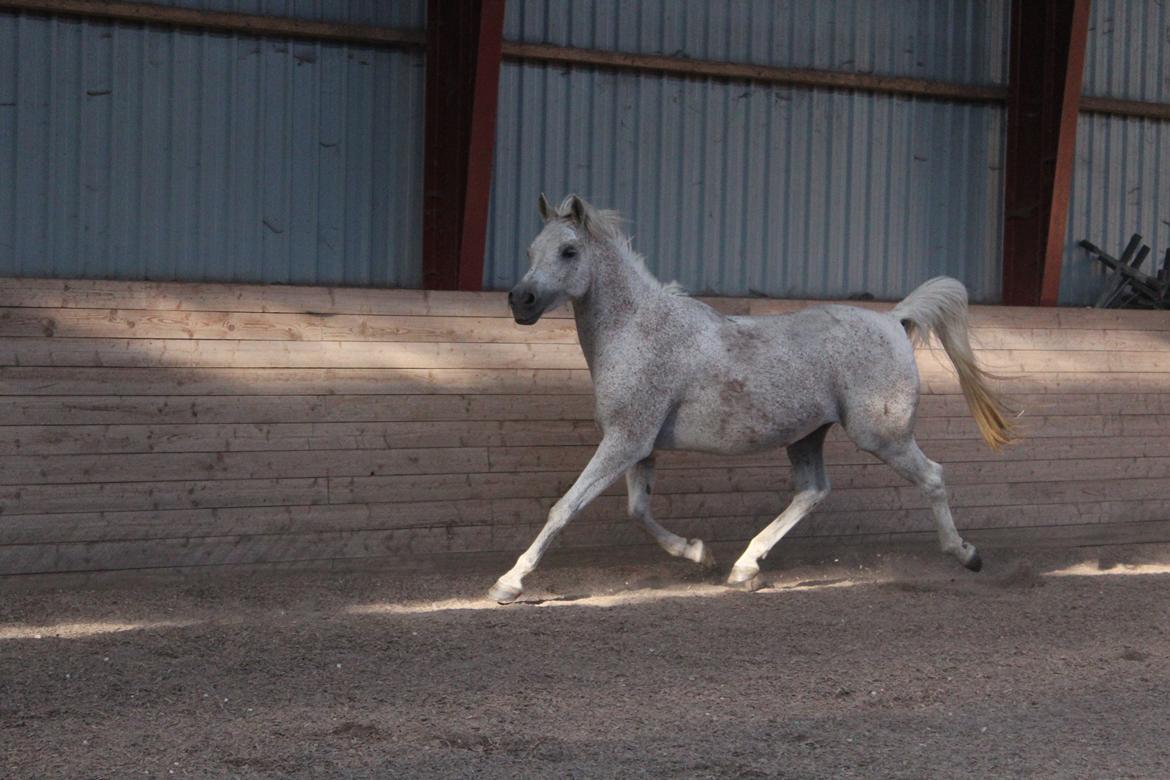Arabisk fuldblod (OX) Shadow (Himmelhest) billede 14