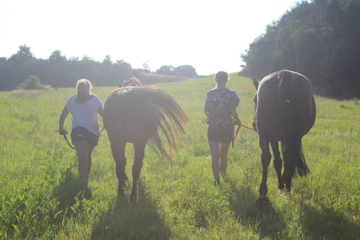 Dansk Varmblod Sabine Esperanza billede 19