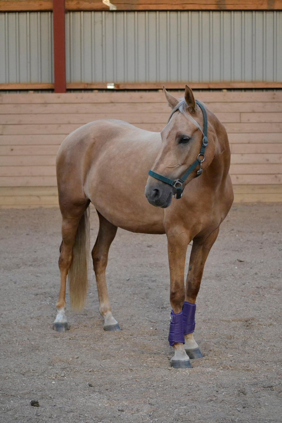 Palomino Roosgårdens Daytime - Daytime i ridehallen den aften hvor hun kom :-) billede 11