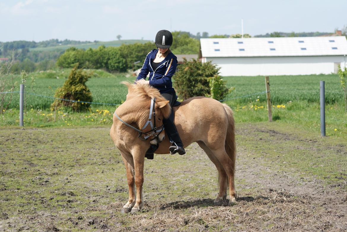 Islænder Tritla - Trille <3 billede 9