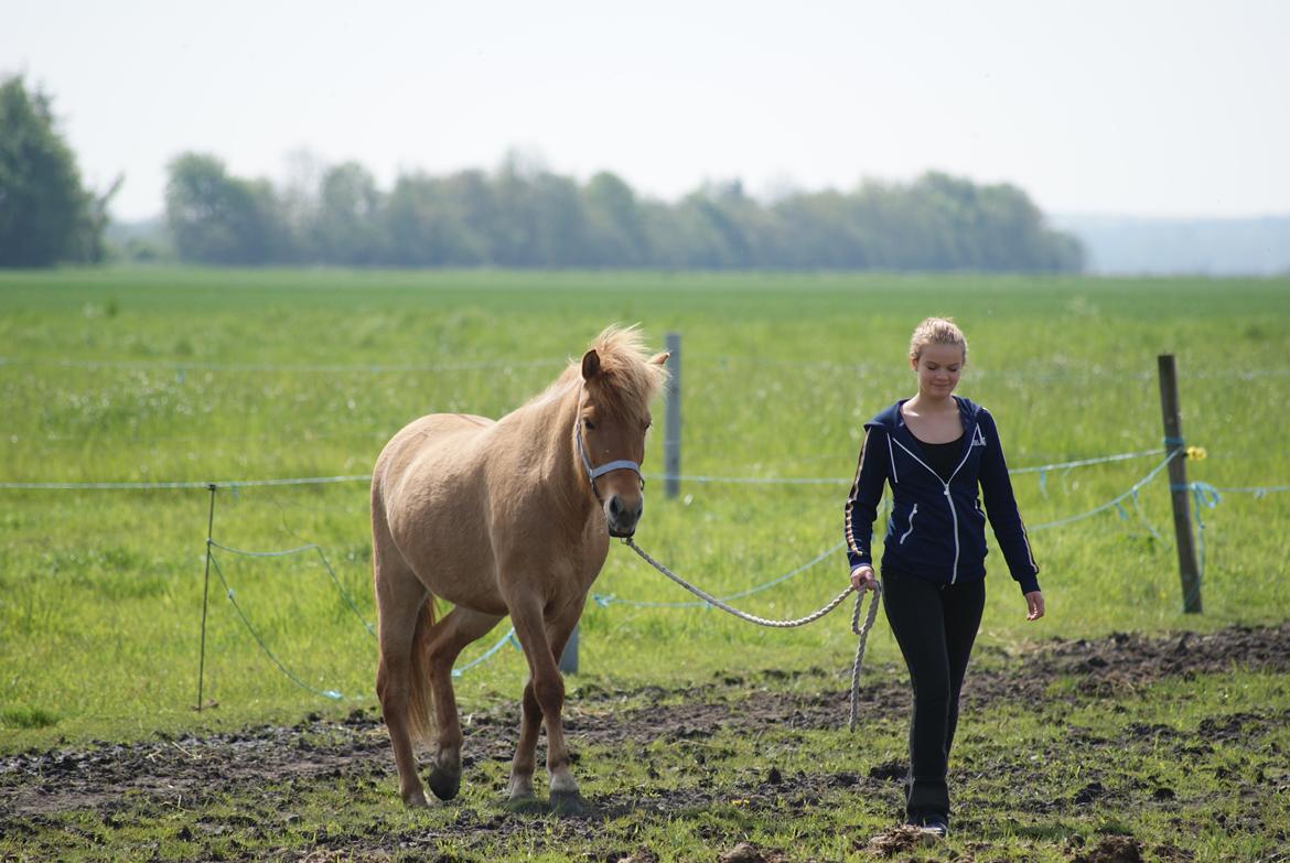 Islænder Tritla - Trille <3 billede 12