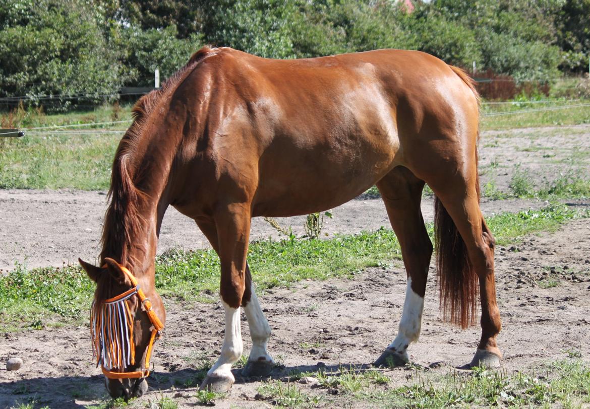 Dansk Varmblod Monique billede 4