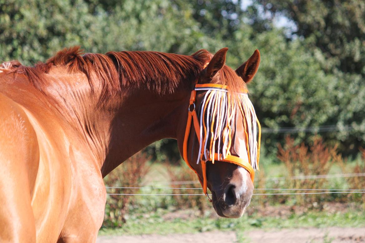Dansk Varmblod Monique billede 7
