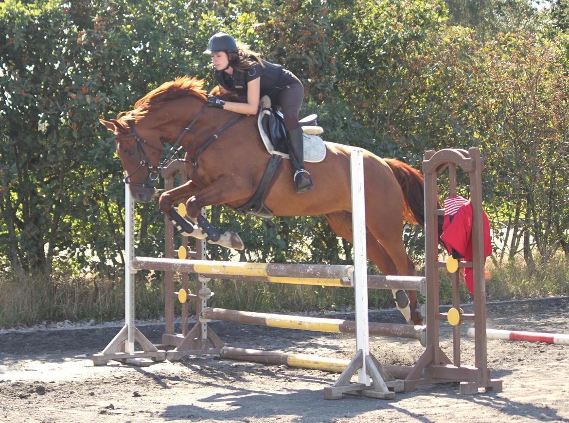 Dansk Varmblod Monique billede 8