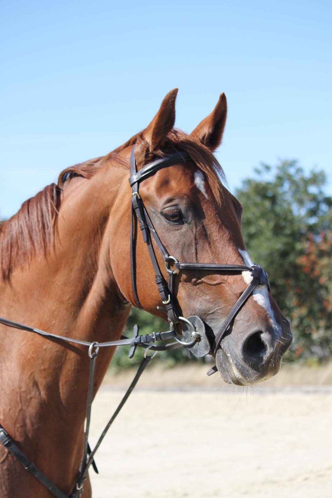 Dansk Varmblod Monique billede 9