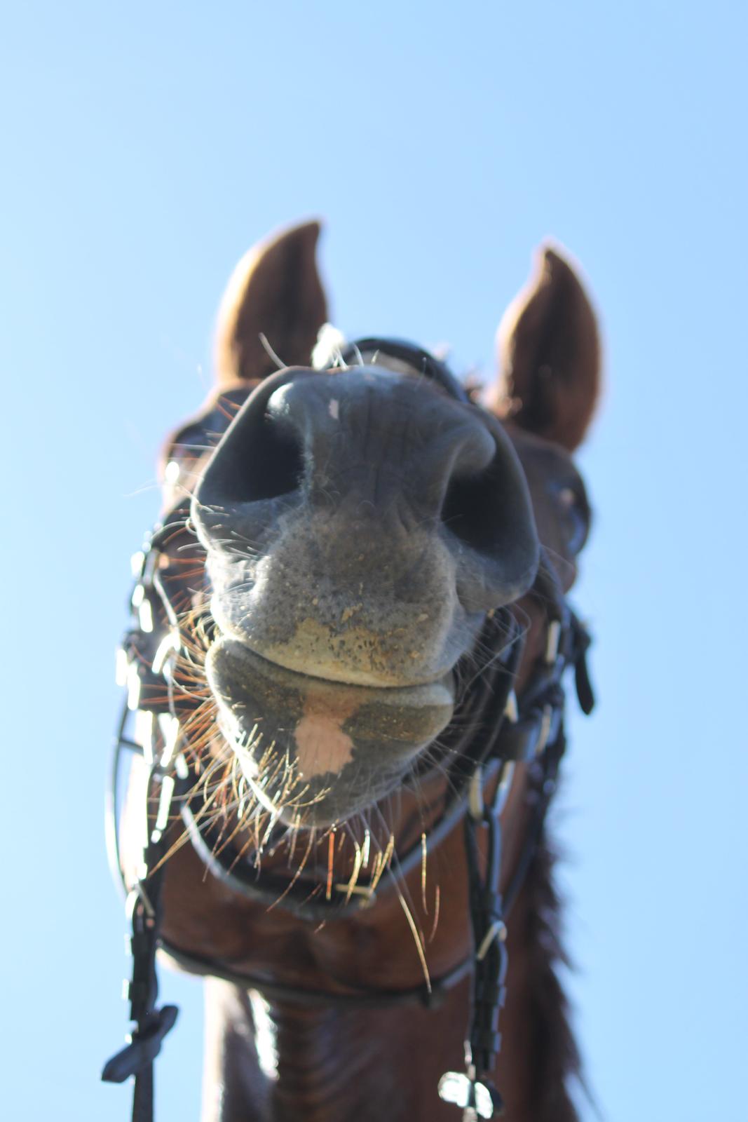 Dansk Varmblod Monique billede 11