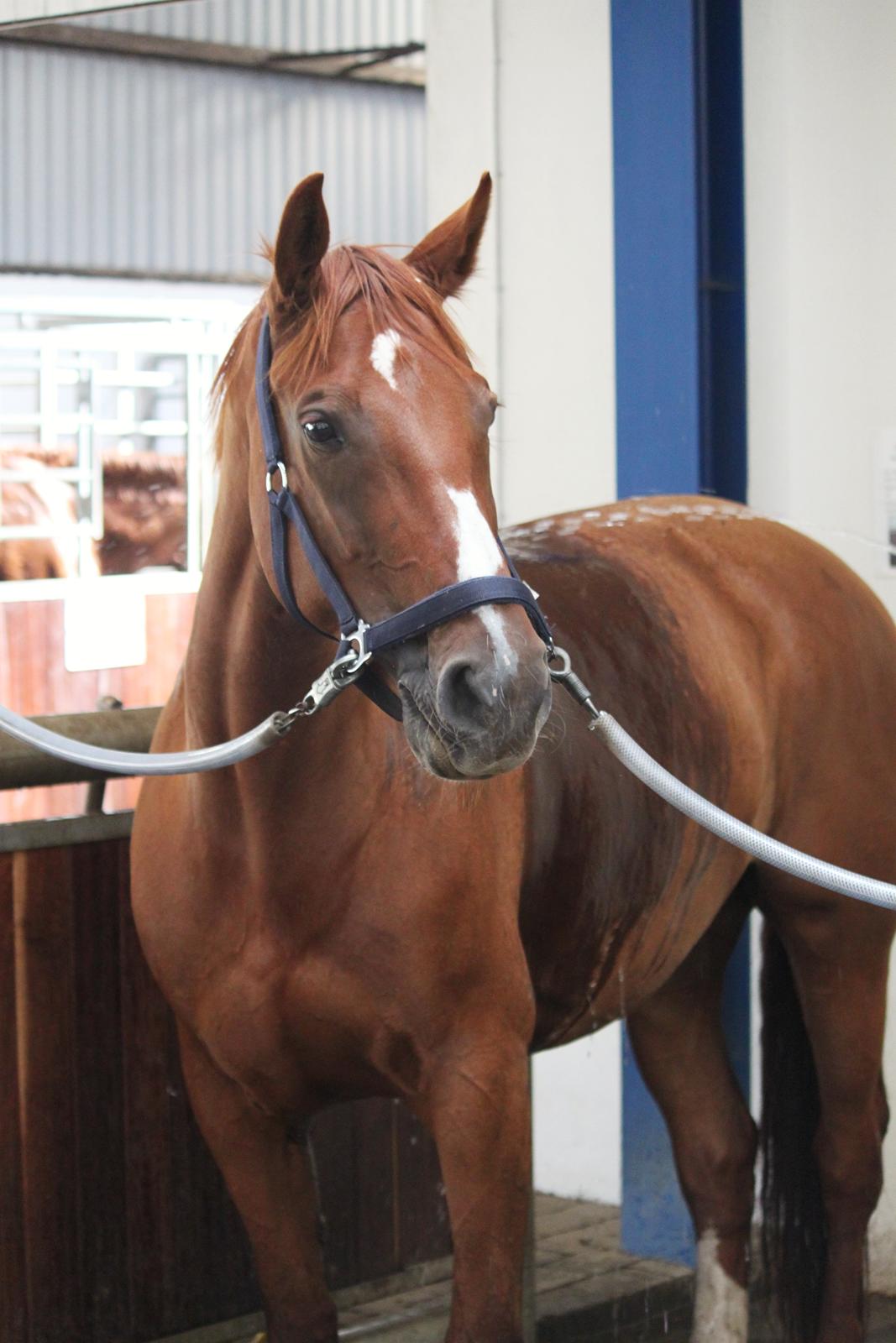 Dansk Varmblod Monique billede 15