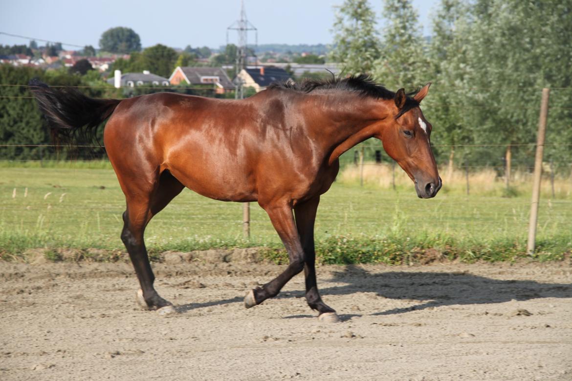 Belgisk varmblod Pin-Up billede 7