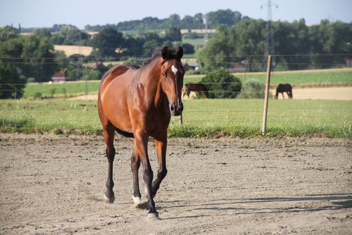 Belgisk varmblod Pin-Up billede 9