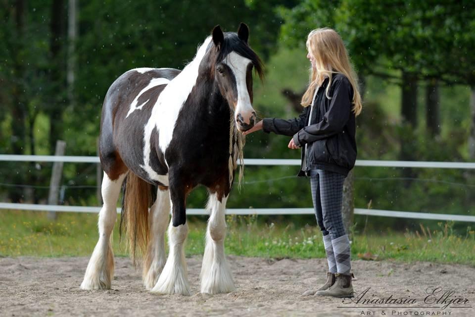 Irish Cob Shadow billede 18