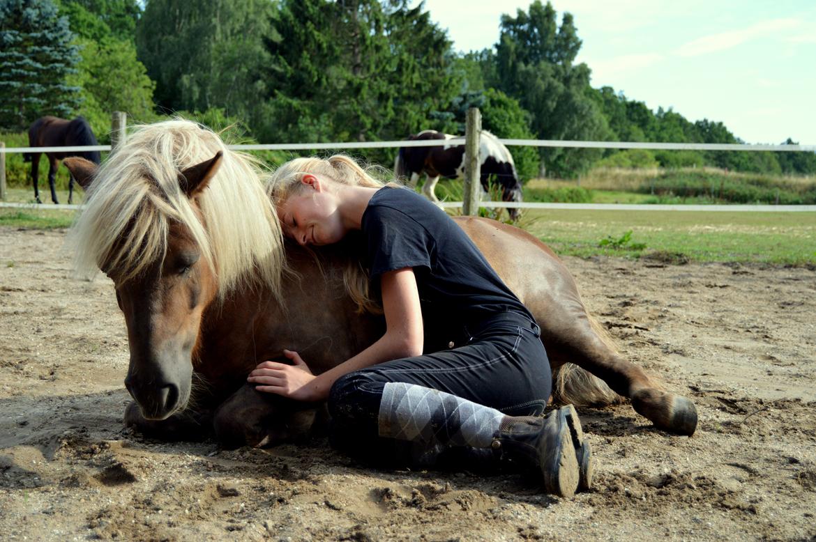 Shetlænder Følfods Nirvana billede 11