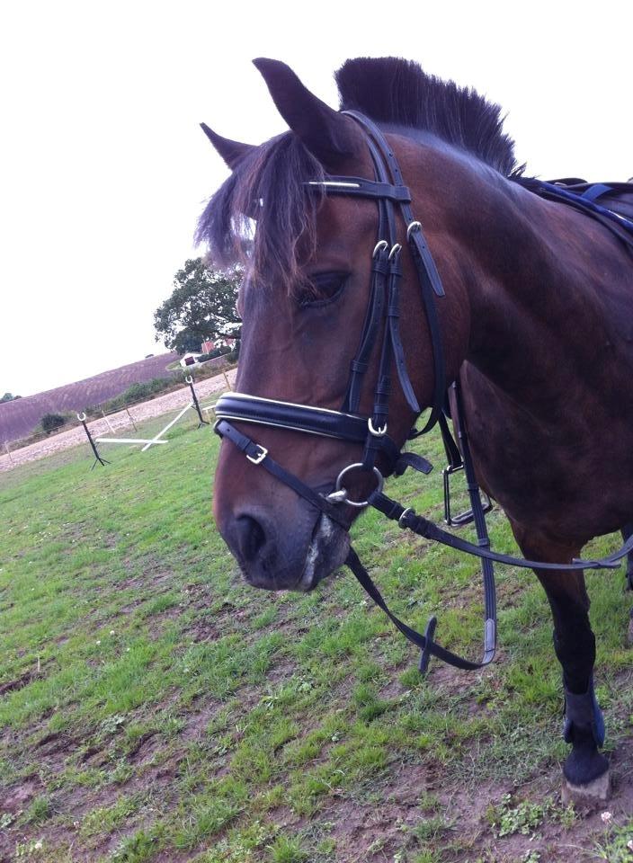 Anden særlig race  | Ponyo Chusteau billede 6