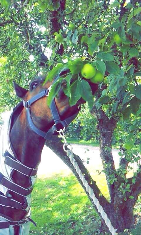 Anden særlig race  | Ponyo Chusteau billede 8