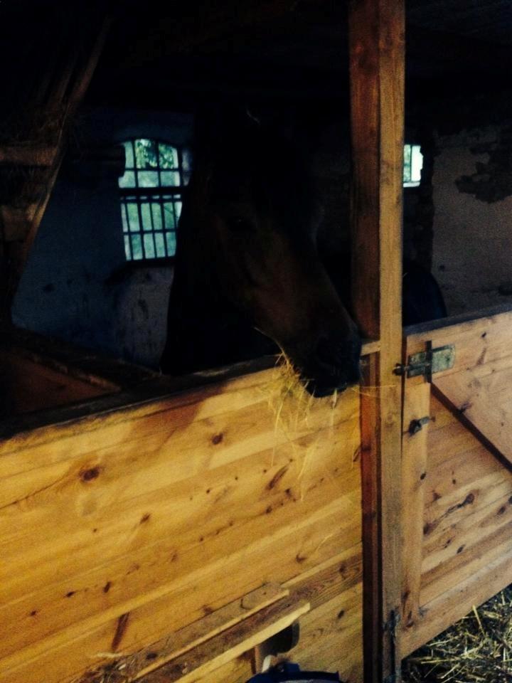 Anden særlig race  | Ponyo Chusteau - Første gang jeg så ham. billede 11