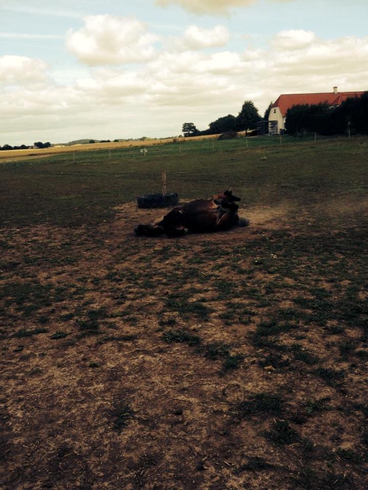 Anden særlig race  | Ponyo Chusteau - Anden gang jeg så ham. billede 12