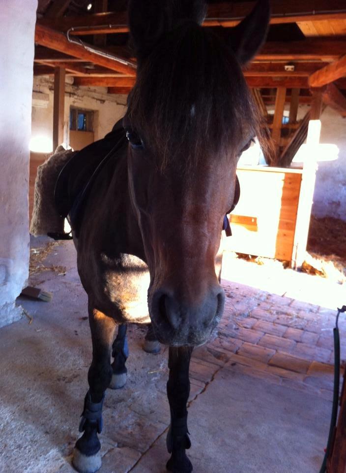 Anden særlig race  | Ponyo Chusteau billede 15