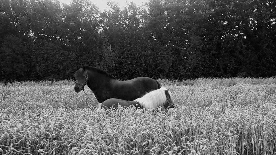 Anden særlig race  | Ponyo Chusteau - Ponyo og klovn. billede 13