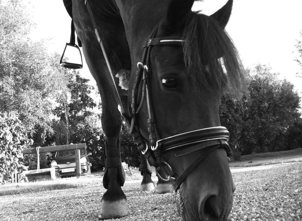 Anden særlig race  | Ponyo Chusteau - Velkommen til. :) billede 1