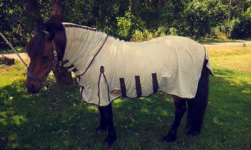 Anden særlig race  | Ponyo Chusteau billede 3