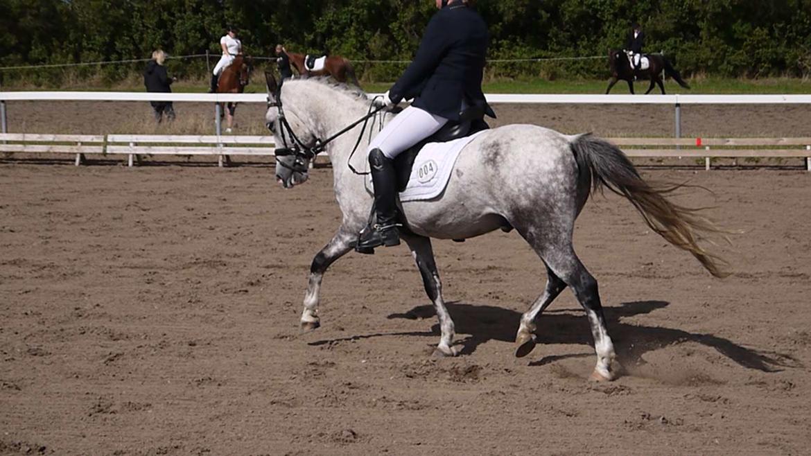 Anden særlig race Armani - B-pony billede 1