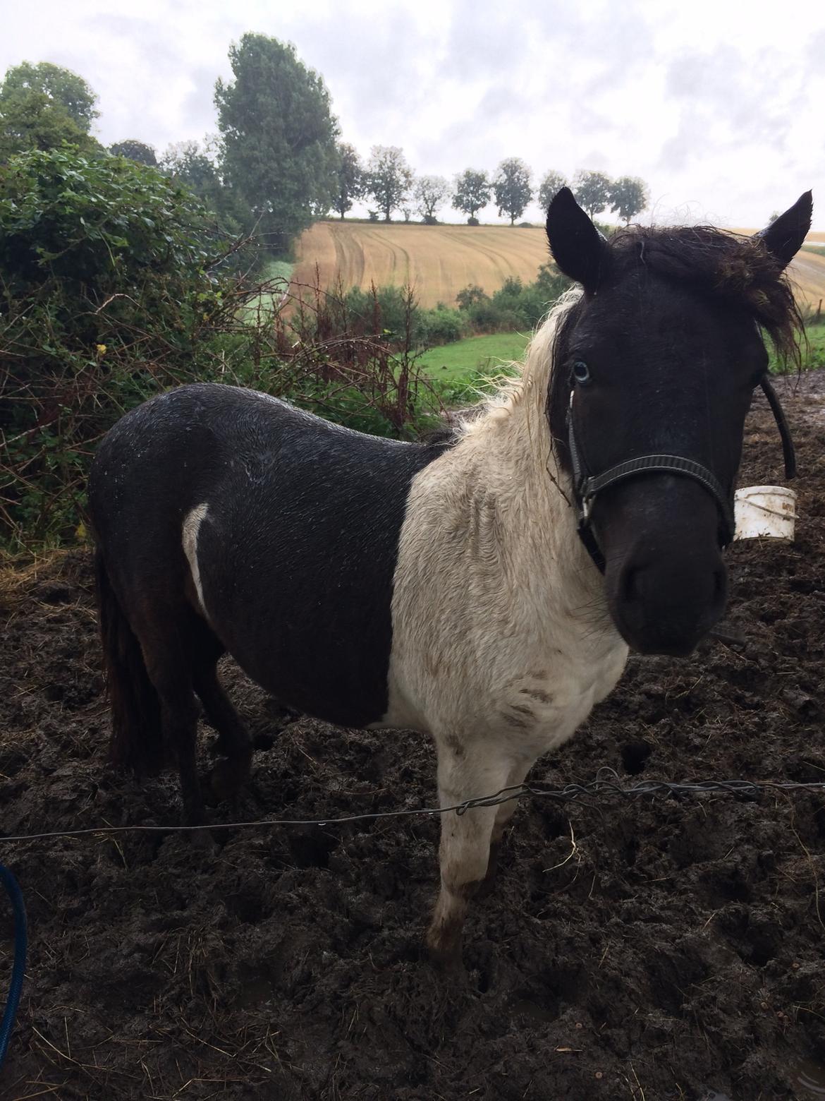 Shetlænder Izmo billede 18
