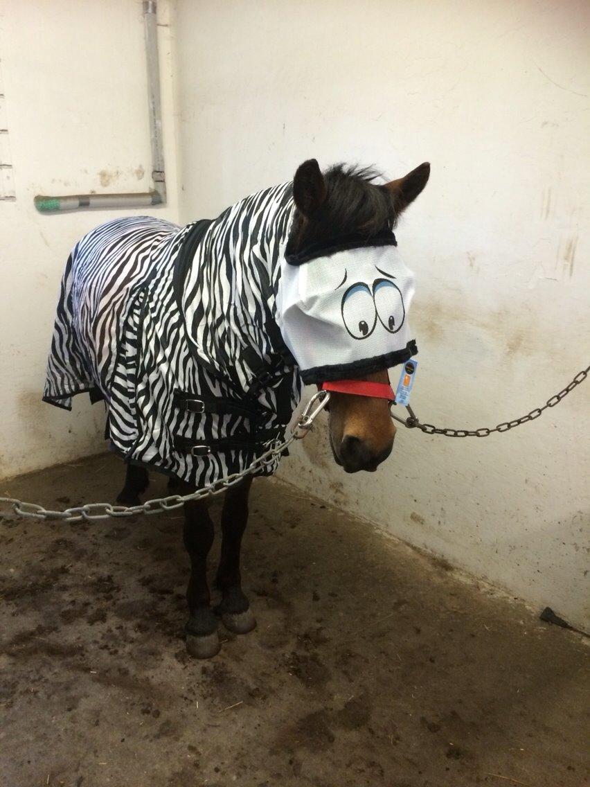 Anden særlig race Romze billede 28