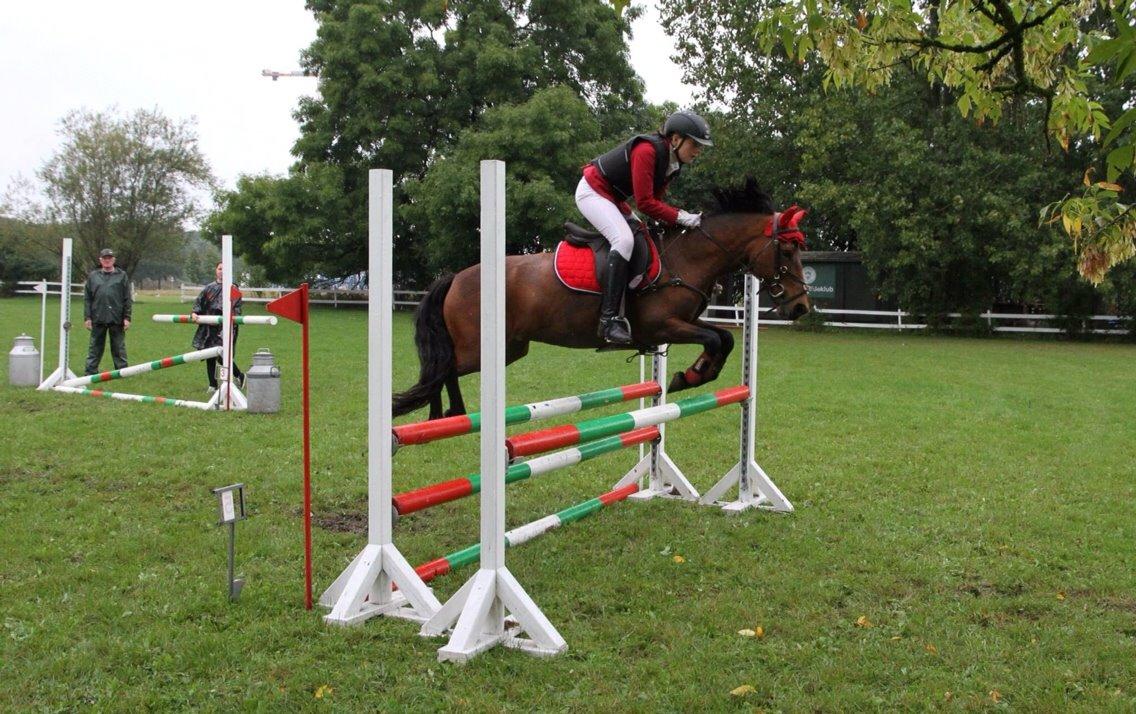 Anden særlig race Romze billede 27