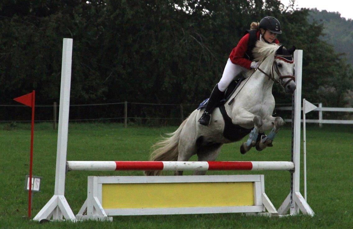 Welsh Pony (sec B) Skovbjergs Choice billede 12