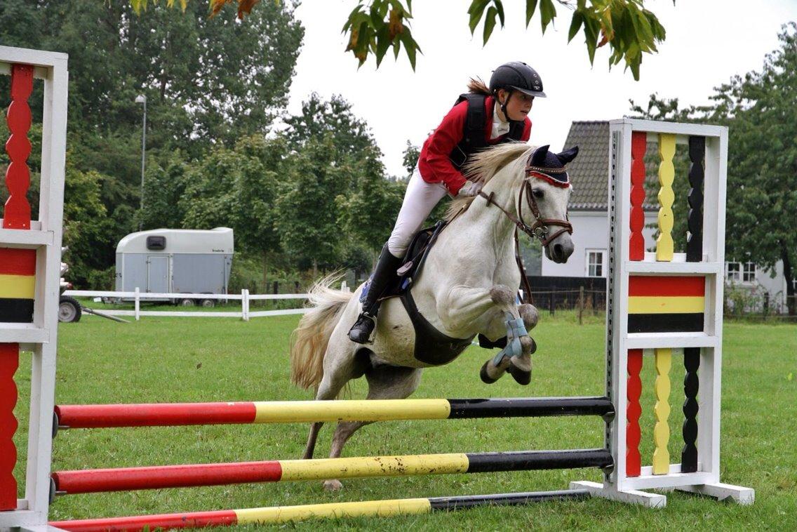 Welsh Pony (sec B) Skovbjergs Choice billede 13