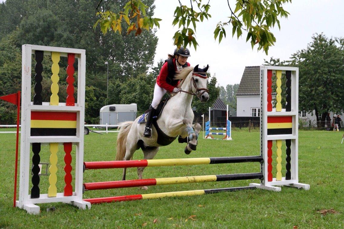 Welsh Pony (sec B) Skovbjergs Choice billede 14