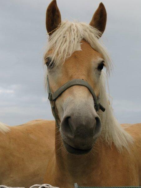 Haflinger Helena - Baby Helena billede 8