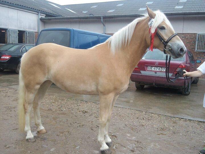Haflinger Helena billede 7