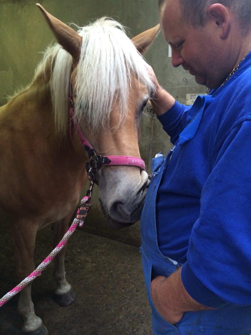 Haflinger Helena billede 3