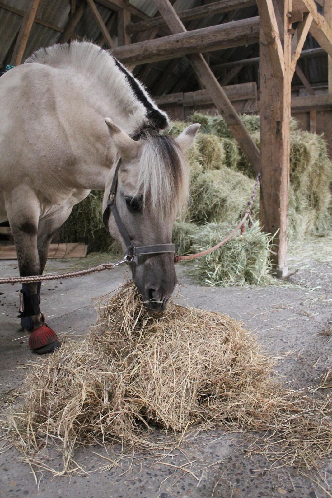 Fjordhest Musti tyler billede 7