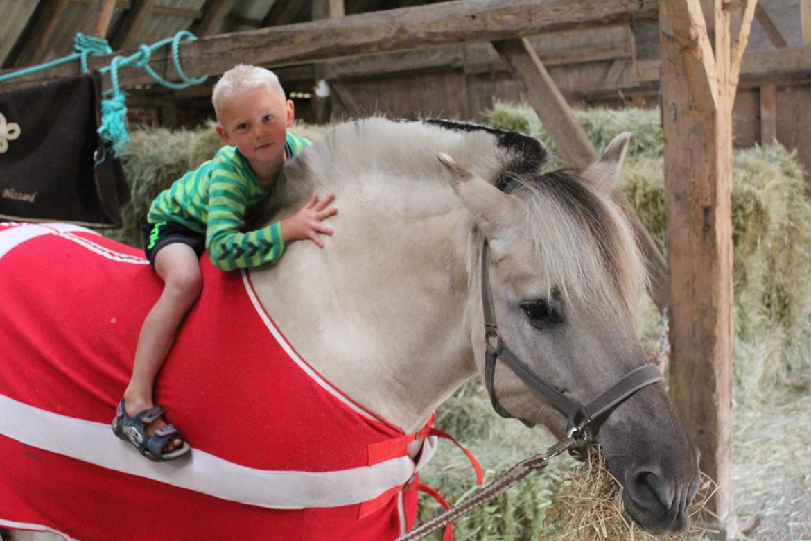 Fjordhest Musti tyler billede 8