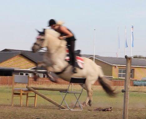 Fjordhest Musti tyler billede 9