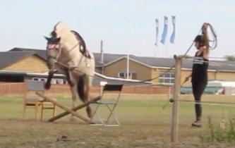 Fjordhest Musti tyler billede 10