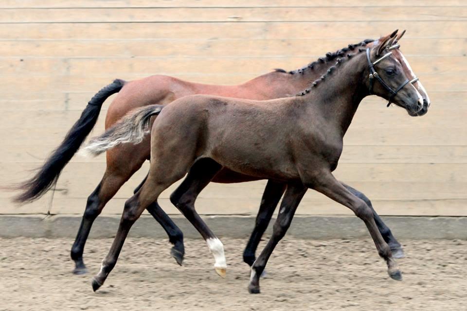 DSP Fredbo´s Zip code - Elitefølskue i Ikast 30.08.14 billede 1