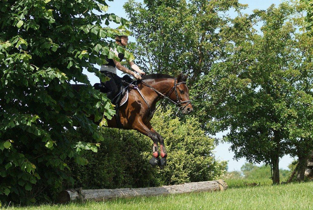 Anden særlig race Klosterskovens Lukas billede 1
