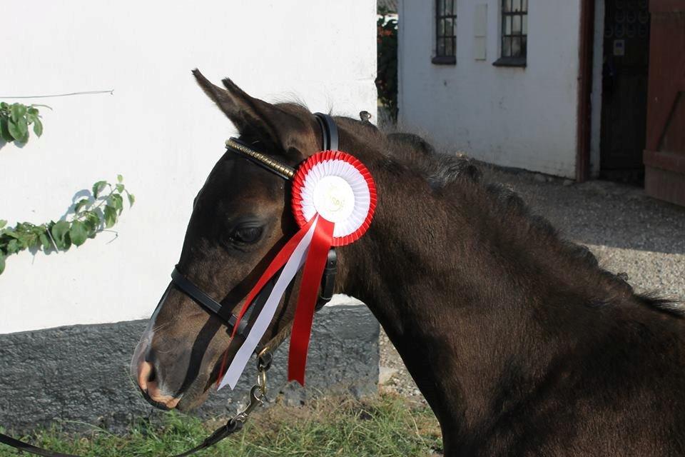 DSP Fredbo´s Zip code billede 4