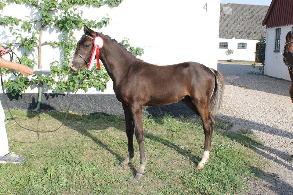 DSP Fredbo´s Zip code billede 3