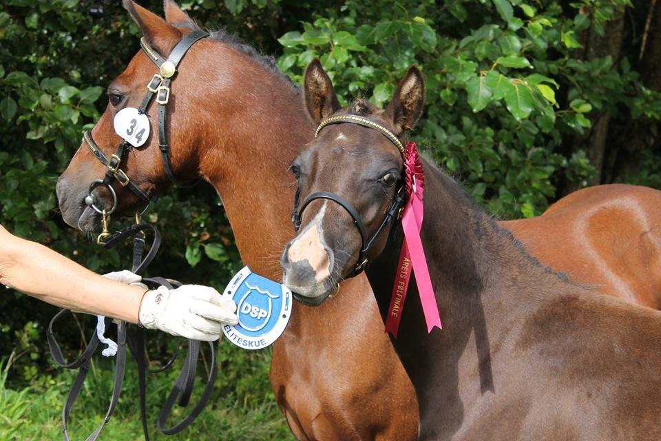 DSP Fredbo´s Zip code billede 2