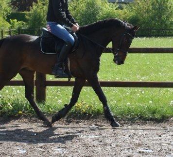 DSP Schrøter's La Couer billede 19