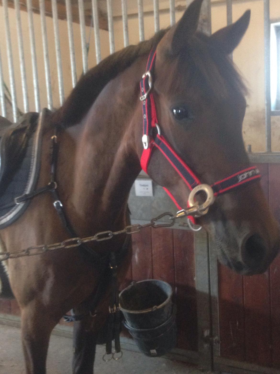 DSP Schrøter's La Couer billede 26