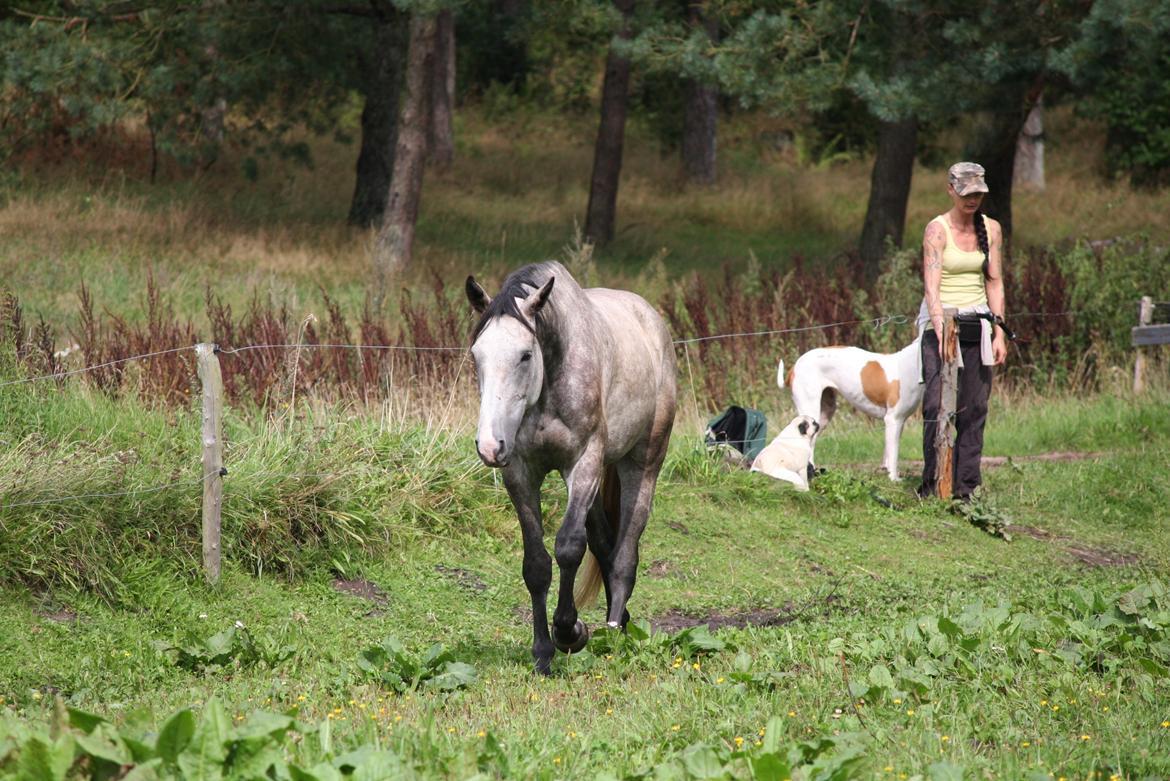 Dansk Varmblod Lotus Esprit W *SOLGT* billede 41