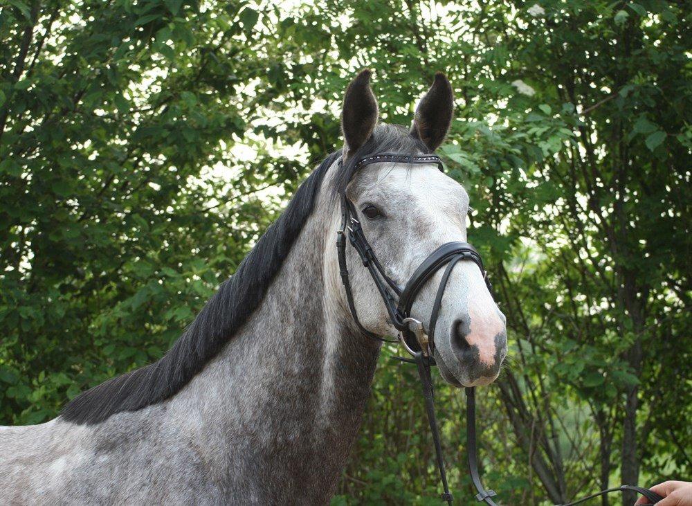 Dansk Varmblod Lotus Esprit W *SOLGT* - Billede fra sælger billede 46